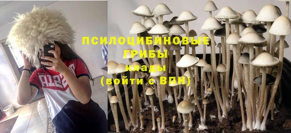 прущие грибы Абаза